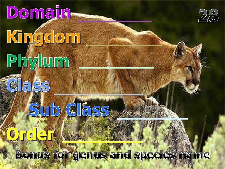 Domain Kingdom Phylum Class Sub Class Order 28 Bonus for genus and species name