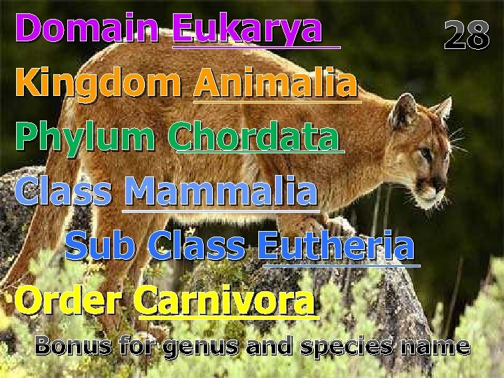 Domain Eukarya 28 Kingdom Animalia Phylum Chordata Class Mammalia Sub Class Eutheria Order Carnivora