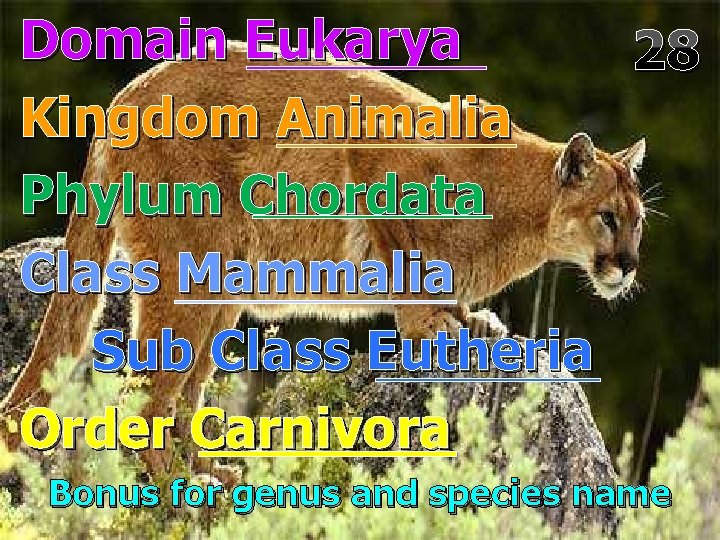 Domain Eukarya 28 Kingdom Animalia Phylum Chordata Class Mammalia Sub Class Eutheria Order Carnivora