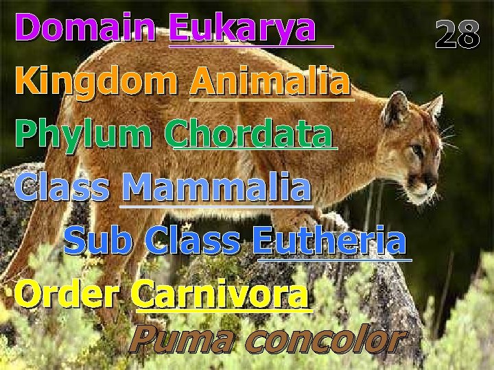 Domain Eukarya 28 Kingdom Animalia Phylum Chordata Class Mammalia Sub Class Eutheria Order Carnivora