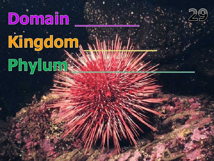 Domain Kingdom Phylum 29 