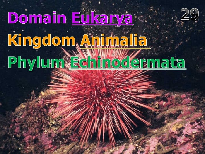 29 Domain Eukarya Kingdom Animalia Phylum Echinodermata 