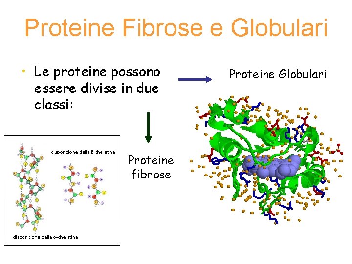 Proteine Fibrose e Globulari • Le proteine possono essere divise in due classi: Proteine