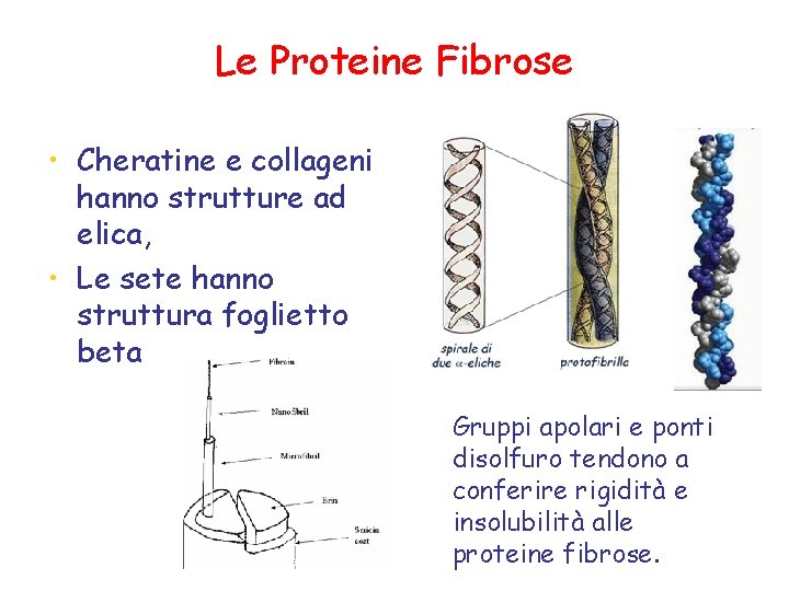 Le Proteine Fibrose • Cheratine e collageni hanno strutture ad elica, • Le sete