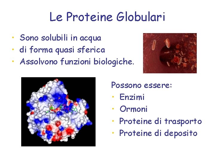 Le Proteine Globulari • Sono solubili in acqua • di forma quasi sferica •