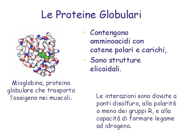 Le Proteine Globulari • Contengono amminoacidi con catene polari e carichi, • Sono strutture