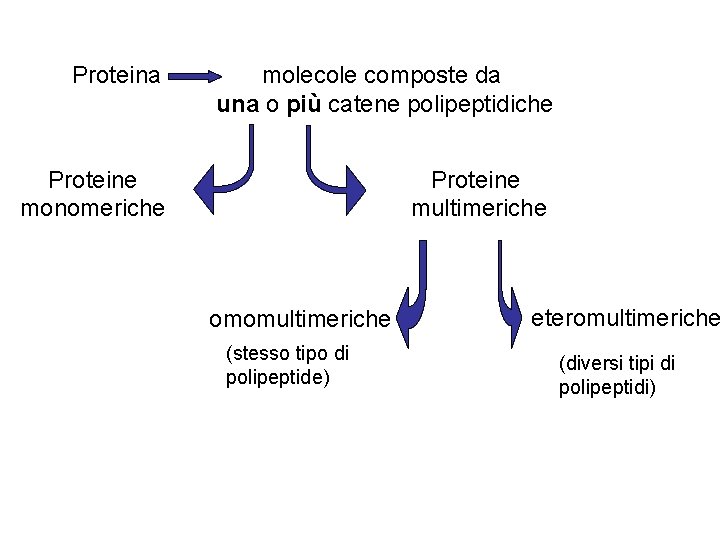 Proteina molecole composte da una o più catene polipeptidiche Proteine monomeriche Proteine multimeriche omomultimeriche