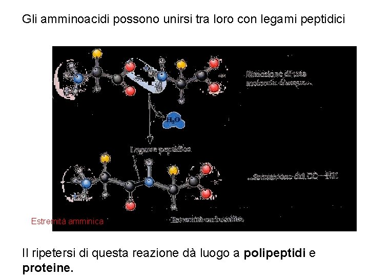 Gli amminoacidi possono unirsi tra loro con legami peptidici Estremità amminica Il ripetersi di