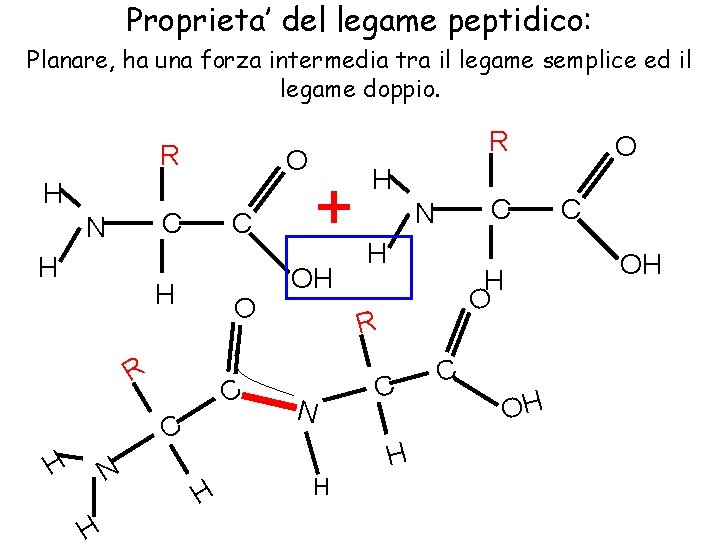 Proprieta’ del legame peptidico: Planare, ha una forza intermedia tra il legame semplice ed