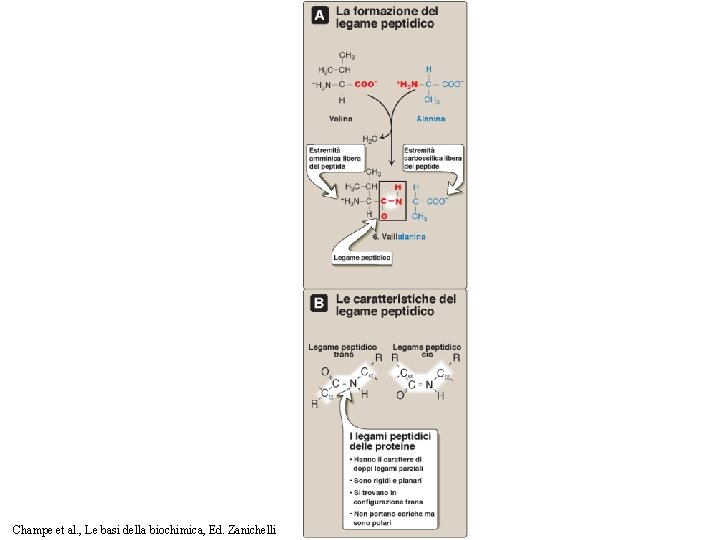Champe et al. , Le basi della biochimica, Ed. Zanichelli 