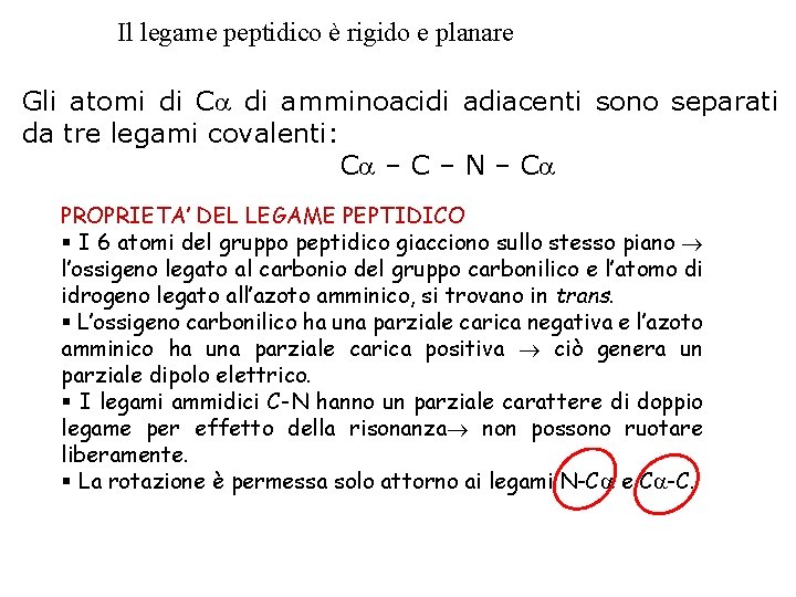 Il legame peptidico è rigido e planare Gli atomi di Ca di amminoacidi adiacenti