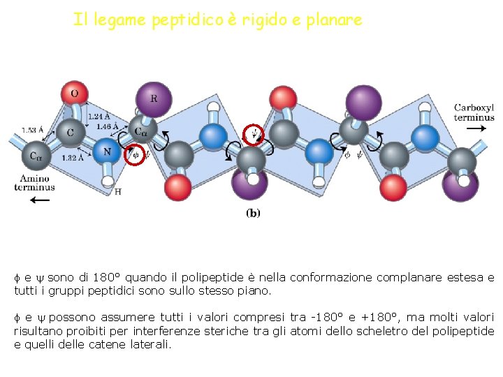 Il legame peptidico è rigido e planare f e sono di 180° quando il