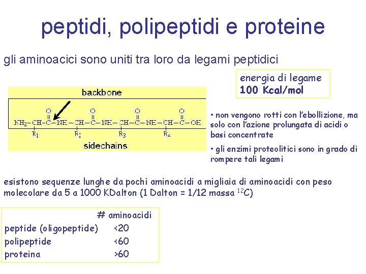 peptidi, polipeptidi e proteine gli aminoacici sono uniti tra loro da legami peptidici energia