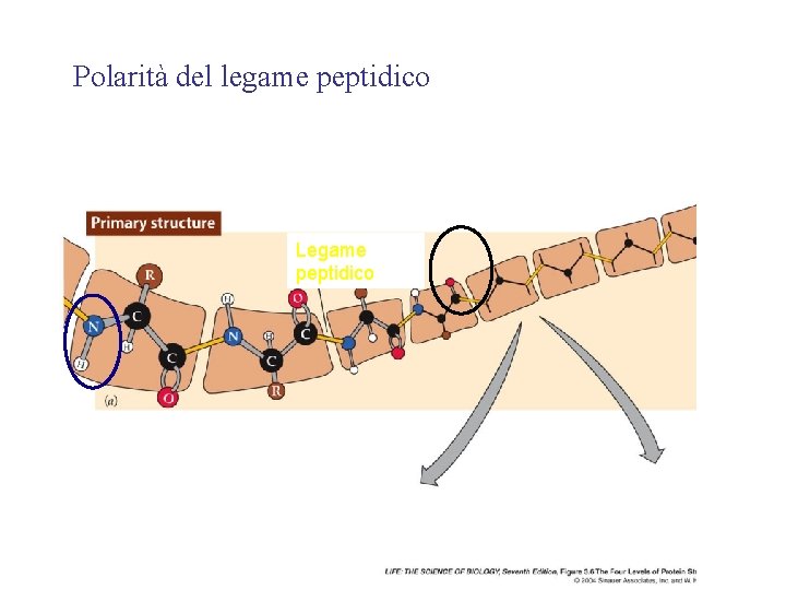 Polarità del legame peptidico Legame peptidico 