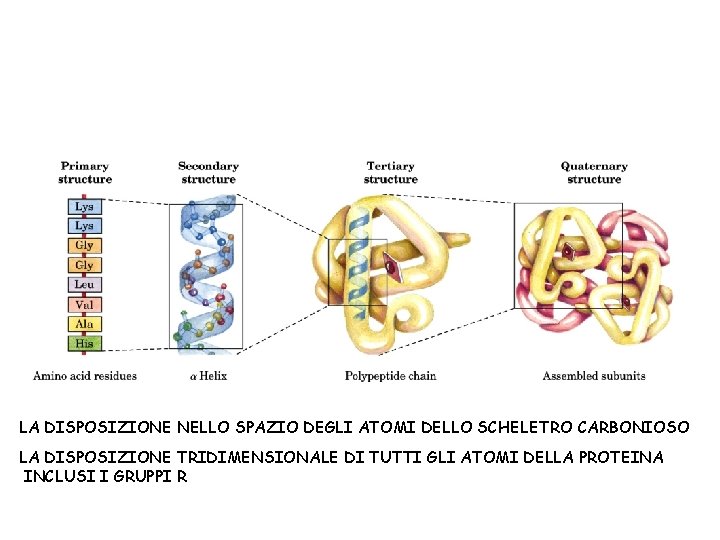 LA DISPOSIZIONE NELLO SPAZIO DEGLI ATOMI DELLO SCHELETRO CARBONIOSO LA DISPOSIZIONE TRIDIMENSIONALE DI TUTTI
