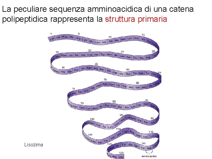 La peculiare sequenza amminoacidica di una catena polipeptidica rappresenta la struttura primaria Lisozima 