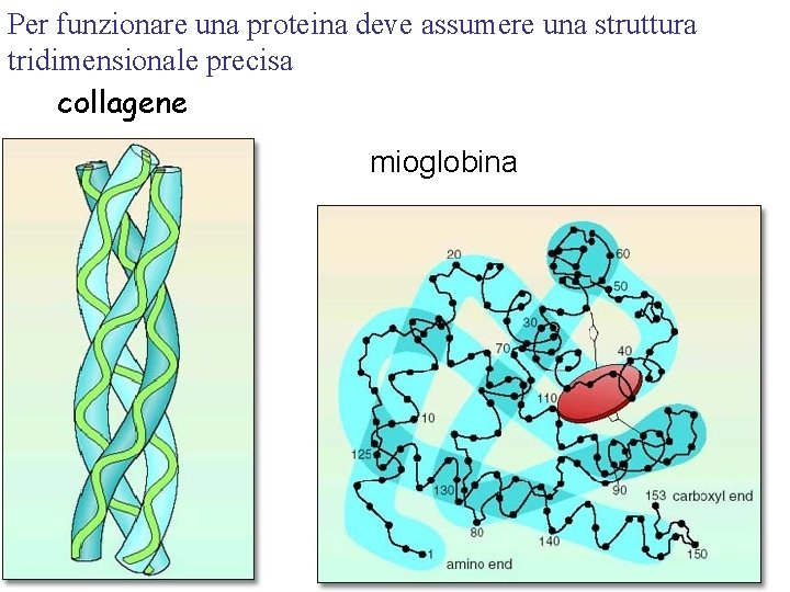 Per funzionare una proteina deve assumere una struttura tridimensionale precisa collagene mioglobina 