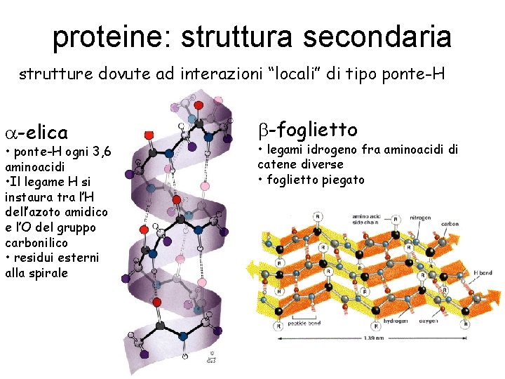 proteine: struttura secondaria strutture dovute ad interazioni “locali” di tipo ponte-H a-elica • ponte-H