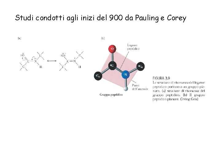Studi condotti agli inizi del 900 da Pauling e Corey 