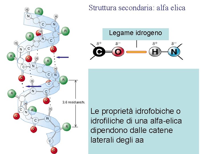Struttura secondaria: alfa elica Legame idrogeno Le proprietà idrofobiche o idrofiliche di una alfa-elica