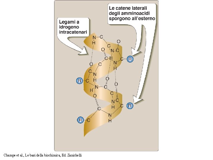 Champe et al. , Le basi della biochimica, Ed. Zanichelli 