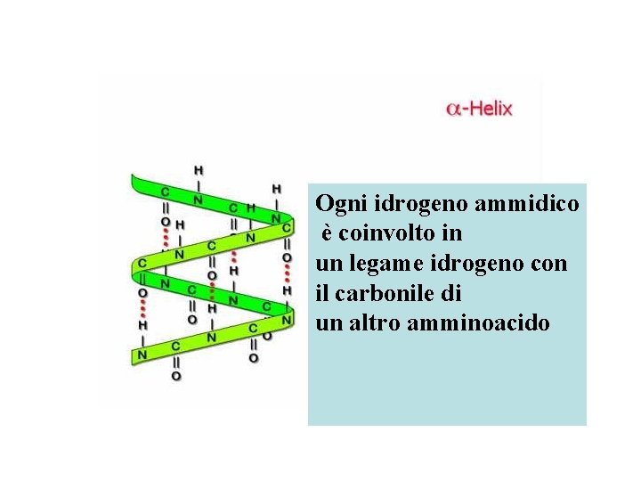 Ogni idrogeno ammidico è coinvolto in un legame idrogeno con il carbonile di un