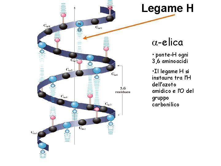 Legame H a-elica • ponte-H ogni 3, 6 aminoacidi • Il legame H si