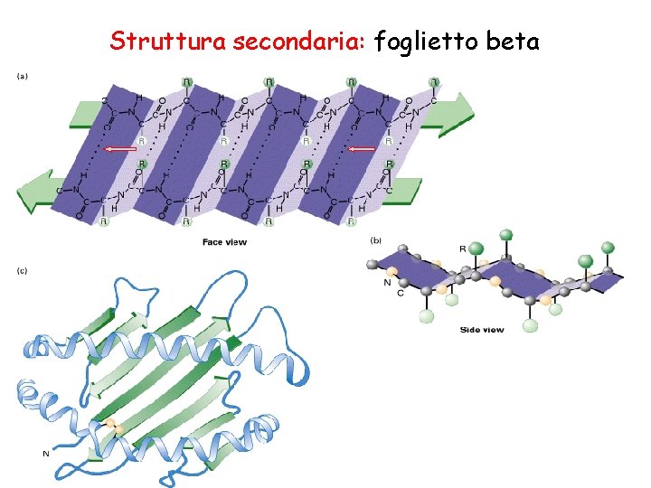 Struttura secondaria: foglietto beta 