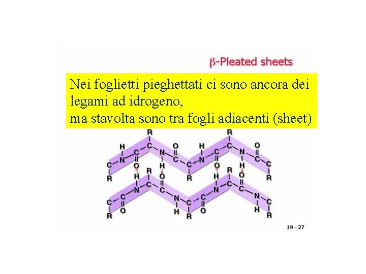 Nei foglietti pieghettati ci sono ancora dei legami ad idrogeno, ma stavolta sono tra