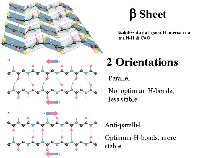 b Sheet Stabilizzata da legami H intercatena tra N-H & C=O 2 Orientations Parallel