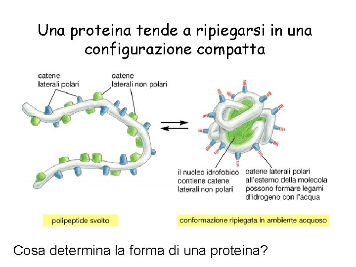 Una proteina tende a ripiegarsi in una configurazione compatta Cosa determina la forma di