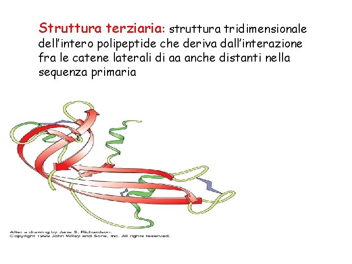 Struttura terziaria: struttura tridimensionale dell’intero polipeptide che deriva dall’interazione fra le catene laterali di