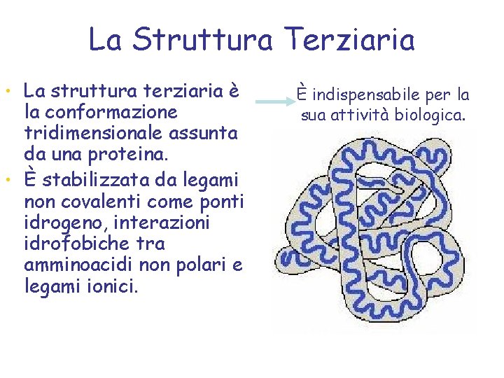 La Struttura Terziaria • La struttura terziaria è la conformazione tridimensionale assunta da una