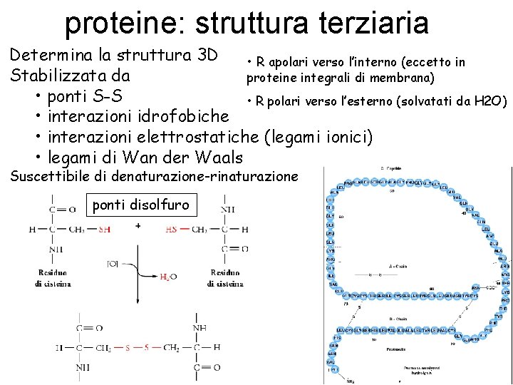 proteine: struttura terziaria Determina la struttura 3 D • R apolari verso l’interno (eccetto