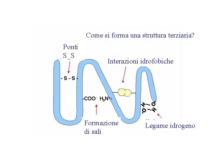 Come si forma una struttura terziaria? Ponti S_S Interazioni idrofobiche Formazione di sali Legame