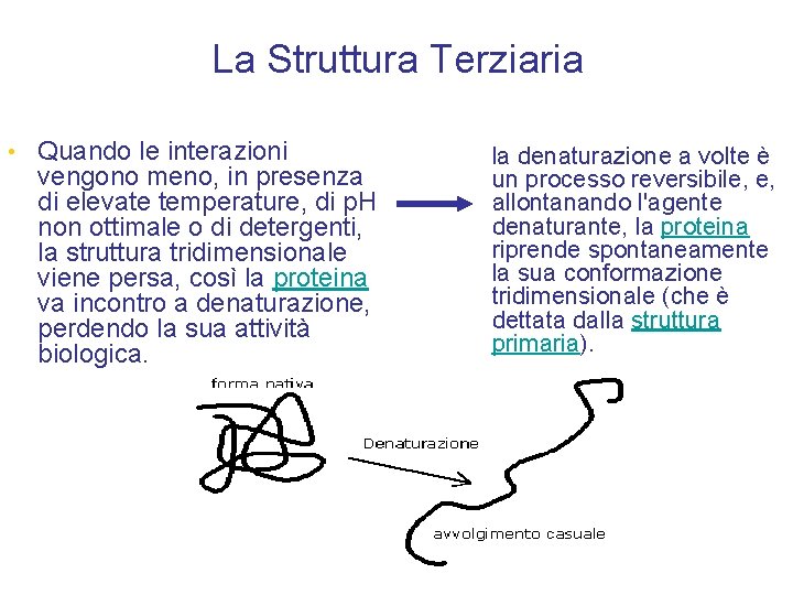 La Struttura Terziaria • Quando le interazioni vengono meno, in presenza di elevate temperature,