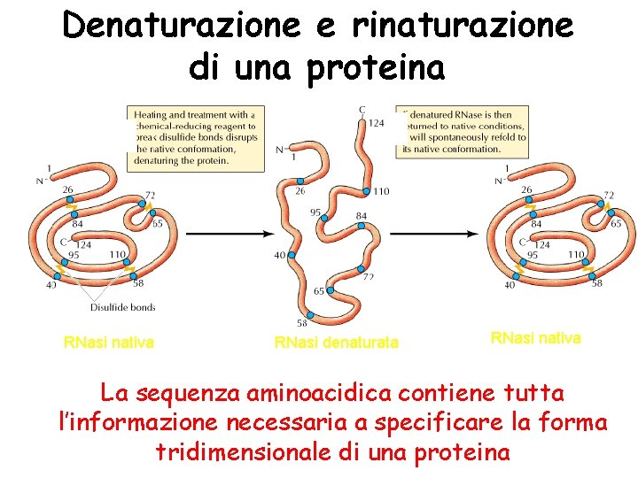 Denaturazione e rinaturazione di una proteina RNasi nativa RNasi denaturata RNasi nativa La sequenza