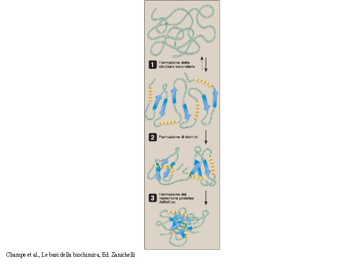 Champe et al. , Le basi della biochimica, Ed. Zanichelli 