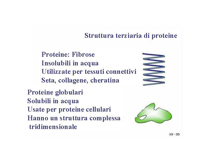 Struttura terziaria di proteine Proteine: Fibrose Insolubili in acqua Utilizzate per tessuti connettivi Seta,