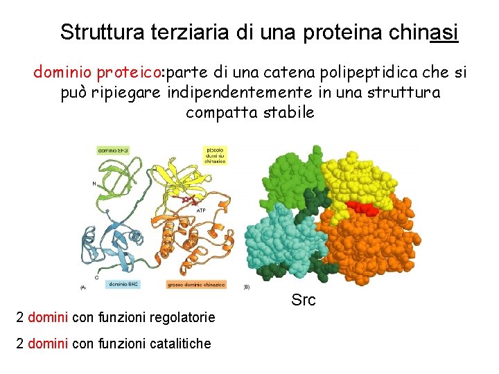 Struttura terziaria di una proteina chinasi dominio proteico: parte di una catena polipeptidica che