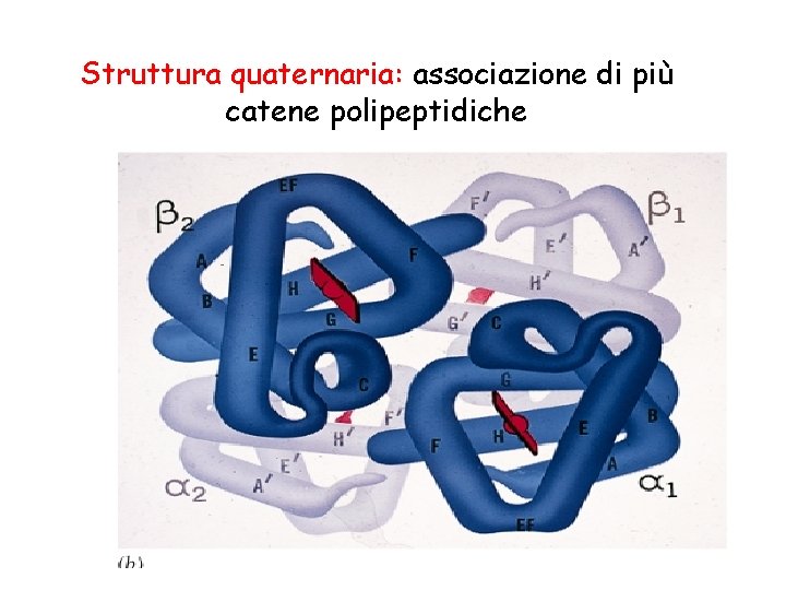 Struttura quaternaria: associazione di più catene polipeptidiche 