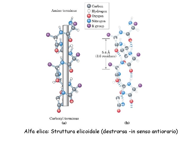 Alfa elica: Struttura elicoidale (destrorsa -in senso antiorario) 