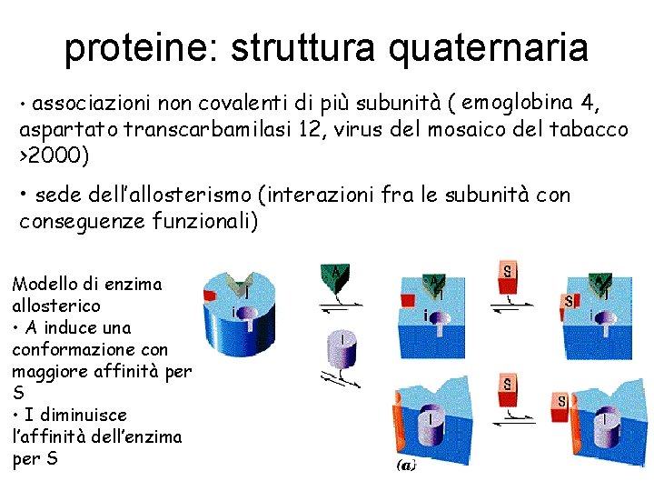 proteine: struttura quaternaria • associazioni non covalenti di più subunità ( emoglobina 4, aspartato