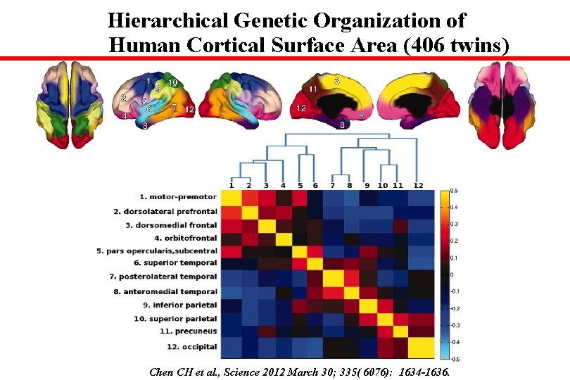 Hierarchical Genetic Organization of Human Cortical Surface Area (406 twins) Chen CH et al.