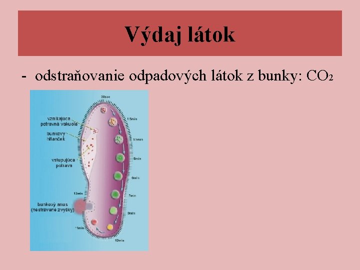 Výdaj látok - odstraňovanie odpadových látok z bunky: CO 2 