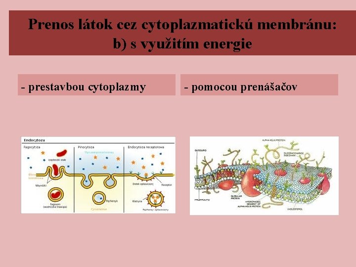 Prenos látok cez cytoplazmatickú membránu: b) s využitím energie - prestavbou cytoplazmy - pomocou