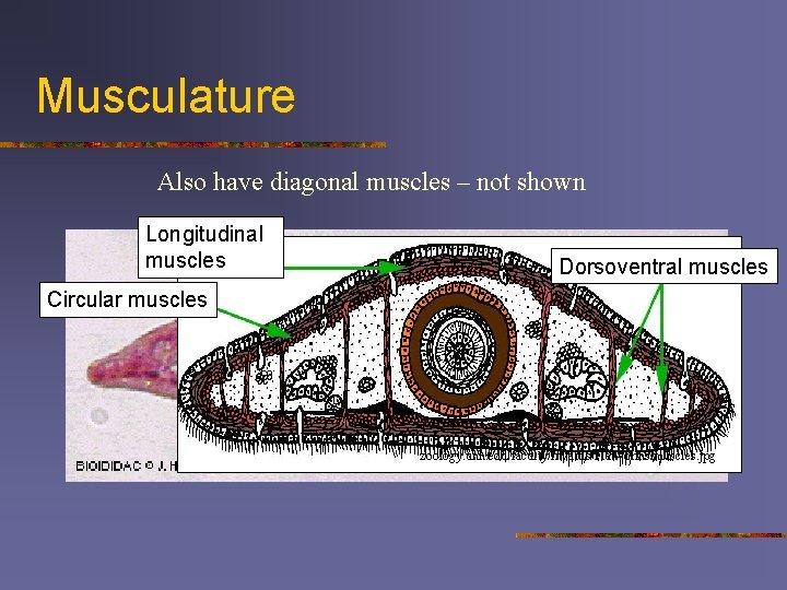 Musculature Also have diagonal muscles – not shown Longitudinal muscles Dorsoventral muscles Circular muscles