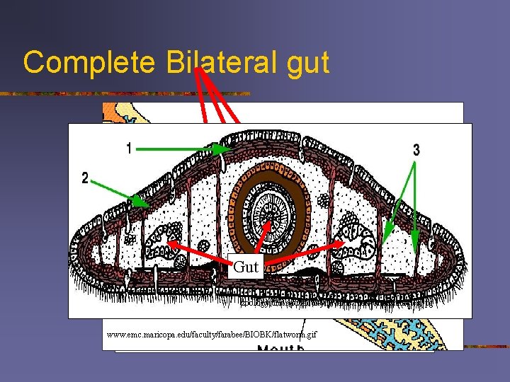 Complete Bilateral gut Gut zoology. unh. edu/faculty/litvaitis/Flatworms/muscles. jpg www. emc. maricopa. edu/faculty/farabee/BIOBK/flatworm. gif 