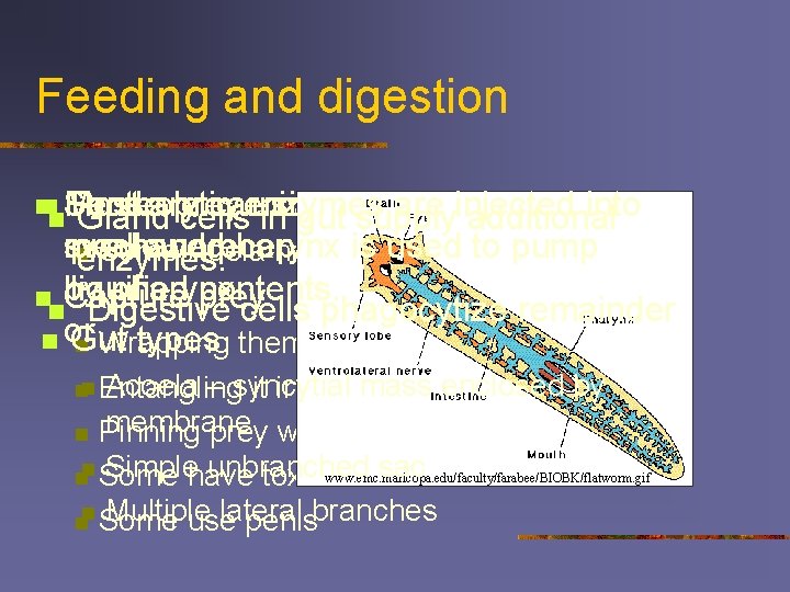 Feeding and digestion nn Food Most Sense Proteolytic are prey carnivores enzymes using chemreceptors