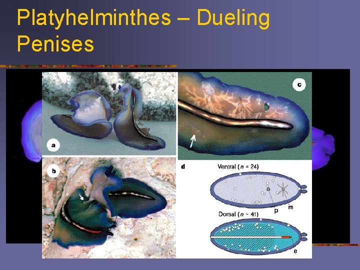 Platyhelminthes – Dueling Penises Wounds Penis 